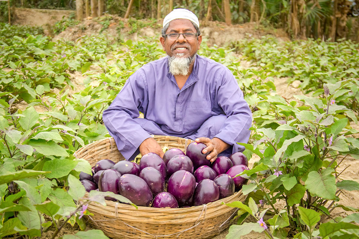 IFPRI study:GMO eggplant cuts pesticide use, boosts farmer profits