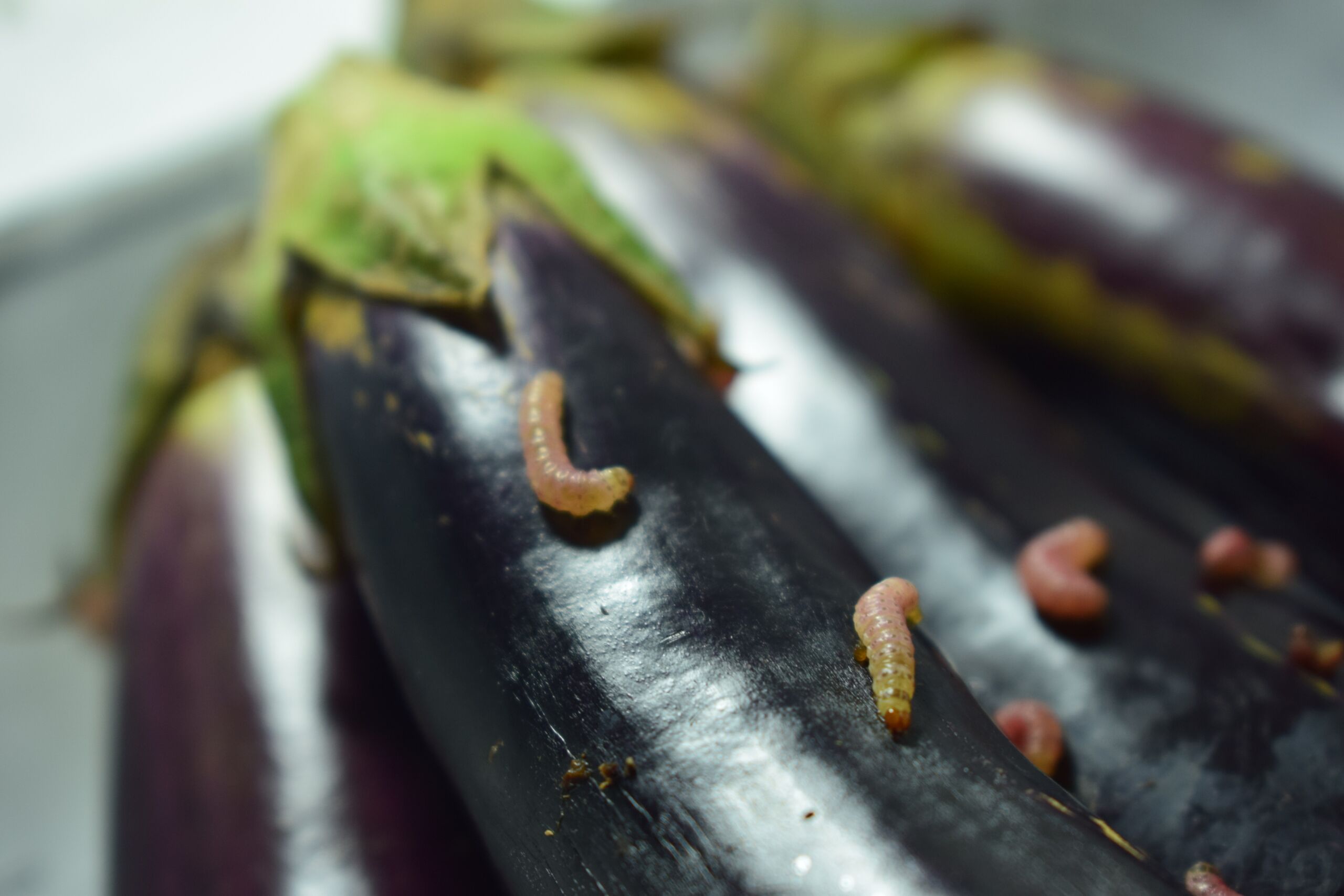 Pesticide use in the Philippines provides a strong justification for Bt eggplant
