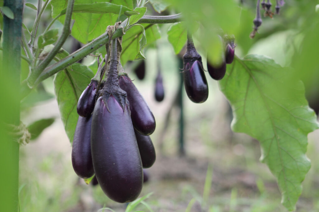 research paper on eggplant