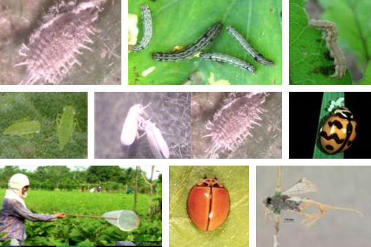Philippines field research shows no negative impacts from Bt eggplant on non-target arthropods