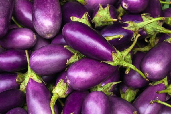 purple eggplants