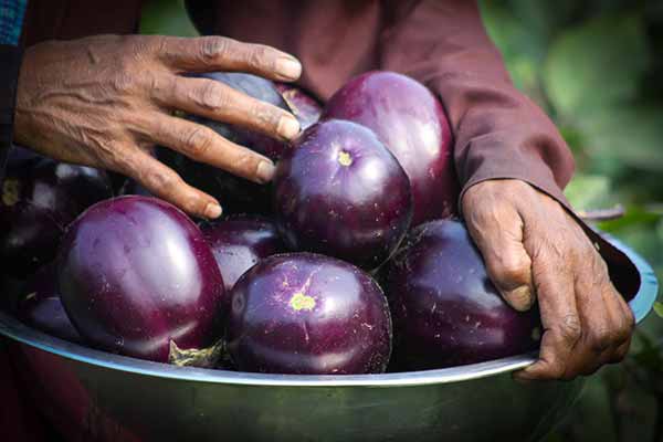 armful of eggplants