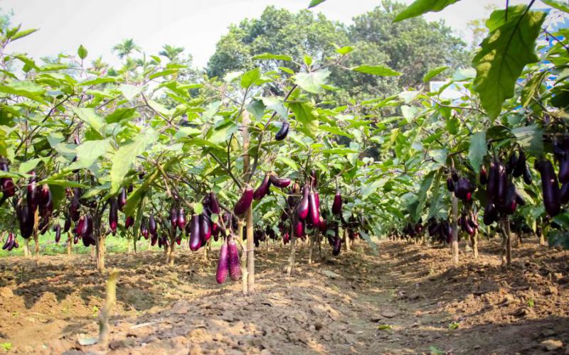 Study: Bt eggplant wins market and farmer acceptance in Bangladesh