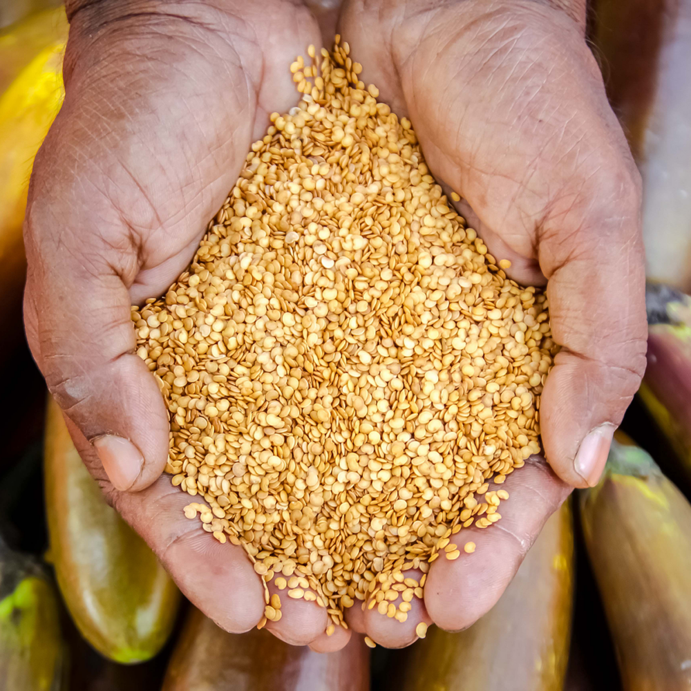 Building Resilience A Decade Of Bt Eggplants Impact On Bangladesh Feed The Future Insect 