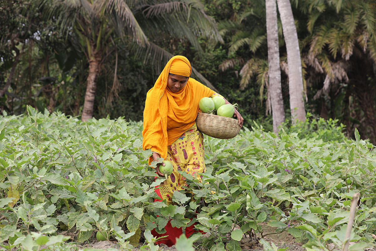 Woman harvests Bt eggplant